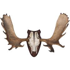 Maybe you would like to learn more about one of these? Vintage Wall Mount Moose Antlers At 1stdibs