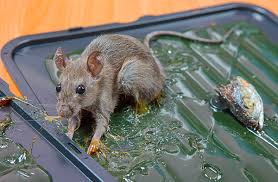 Kalau anda nak bela kucing untuk tangkap tikus, pastikan kucing tu bukan jenis pemalas, penakut, pondan.huhu. Pied Traps Tinjauan Reka Bentuk Terbaik Mereka Boleh Beli Dan Dibuat Buatan