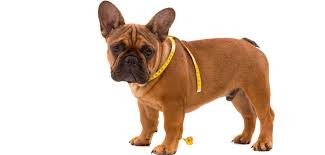 Frenchie shop is inspired by your love for french bulldogs, which reflects an appreciation of the nature and uniqueness of this breed. French Bulldog Growth Chart When Do French Bulldogs Stop Growing