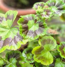 Image result for Pelargonium alchemilloides