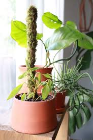 Get it as soon as mon, may 3. How To Make A Mini Moss Pole For Your Plants