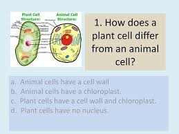 Like animal cells, plant cells have mitochondria. 1 How Does A Plant Cell Differ From An Animal Cell Ppt Download