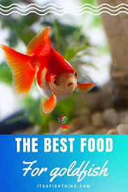 Best Goldfish Food Flakes And Pellets Your Goldfish Will Love Goldfish Food Goldfish Pet Goldfish