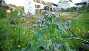 You're also free to plant your eggplants next to other nightshade family members, including peppers, tomatoes and potatoes. The 13 Best Companion Plants Hobby Farms