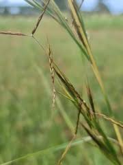Image result for Hyparrhenia rudis