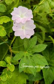 Image result for Ipomoea pes-tigridis
