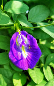 Image result for Clitoria