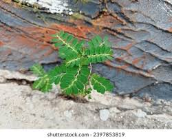 Image result for Phyllanthus fraternus