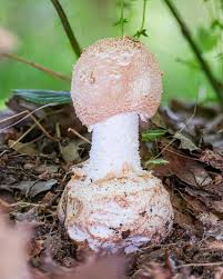 Image result for Blotiella currorii