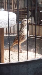 Burung branjangan jantan biasanya memiliki bentuk ekor yang tampak selalu terbuka / mengembang, sedangkan bentuk ekor burung betina cenderung memiliki ekor yang tipis dan sering menutup. Gambar Burung Branjangan Denah