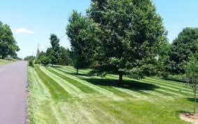 So if your grass is around 6cm tall, only cut a maximum of 2cm off the height to bring it down to 4cm. How Short To Mow A Lawn Voss Land Tree