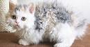 Curly Haired Cat Breeds • Purrfect Cat Breeds