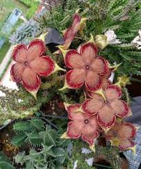 We did not find results for: 10 Best Edithcolea Grandis Persian Carpet Ideas Persian Carpet Succulents Flowers