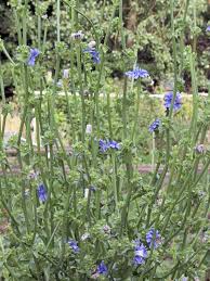 Image result for Cichorium