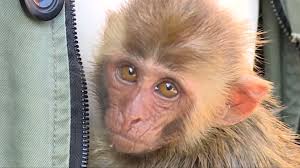 Three monkey taking bath, mom bathed for monkey kako with baby. Rescued Baby Macaque Refuses To Leave Its Human Daddy Cgtn