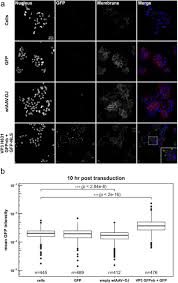 Image result for White 1997 AAV