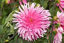 Melde dich gern über das kontaktformular und wir schauen nach möglichkeiten dein problem zu lösen. Du Und Dein Garten Wikipedia