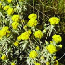 Image result for Helichrysum globosum