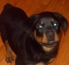 This page provides a listing of massachusetts rottweiler breeders. Akc Rottweiler Puppy For Sale In Uxbridge Massachusetts Classified Americanlisted Com