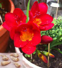 5 Red Freesia Flower Bulbs Red Freesia Flower Bulbs Indoor Outdoor Home Garden Redfreesiaflowerbulbs Bulb Flowers Freesia Flowers Plant Flower Bulbs