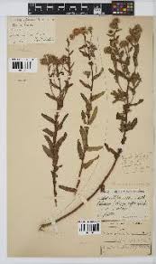 Image result for Doellia