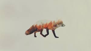 The great collection of fox wallpaper hd for desktop, laptop and mobiles. Double Exposure Andreas Lie Animals Fox Wallpapers Hd Desktop And Mobile Backgrounds