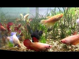 Looking For Good Tank Mates For Your Betta These Are The 10 Best Betta Companions Betta Compatible In 2020 Betta Tank Mates Betta Fish Tank Mates Breeding Betta Fish