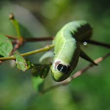 Black And White Striped Caterpillar Sphinx Caterpillar Has Eye Spot On Its Head Which It Covers And Uncovers Eye Cover Green Bodies Dark Eyes
