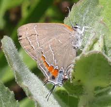 Image result for Satyrium carsonii