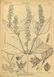 Image result for Cyathula