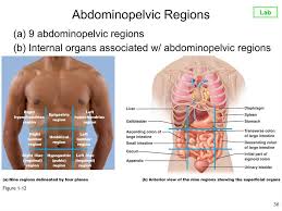 The quadrants are labeled by location: Abdominopelvic Regions