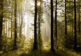 Fototapete Natur Wald Baume Foto 360 Cm X 254 Cm Mural Wallpaper Wall Wallpaper Wall Murals