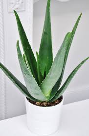 Colouring Dried Flowers Lovely Aloe Vera En 2020