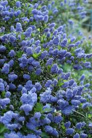 Heaven To Look Upon And A Heavenly Scent Garden Shrubs Evergreen Plants Planting Flowers
