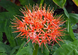 Image result for Amaryllidaceae