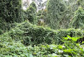 Image result for Craibia grandiflora