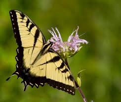 The young caterpillars of tiger, black, spicebush, anise and. Eastern Tiger Swallowtail Papilio Glaucus Natureworks