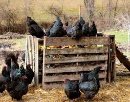 See more ideas about chicken feeders, chickens backyard, chicken feeder. I Cut My Chicken Feed Bill 100 Abundant Permaculture
