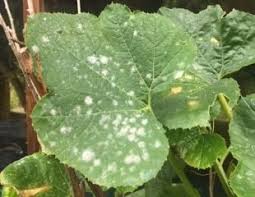 Image result for mildew on cucumbers