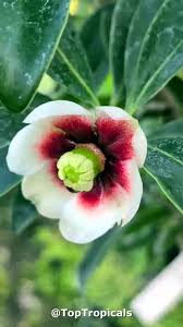 Image result for Stolzia compacta