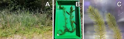 Image result for Ceratophyllum submersum