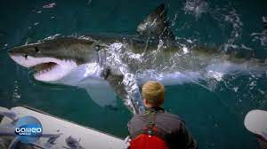 Welcher megalodon (otodus megalodon, syn.: Megalodon Die Wahrheit Uber Den Riesigen Urzeit Hai Galileo