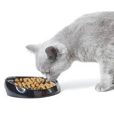 4.6 out of 5 stars 1,293. Buy Savic Whisker Cat Feeding Bowl Assorted Colors Online At Low Price In India Puprise