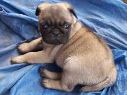 Puppyfinder.com is your source for finding an ideal pug puppy for sale in pennsylvania, usa area. Ckc Pug Puppies For Sale In Bridgewater Virginia Classified Americanlisted Com