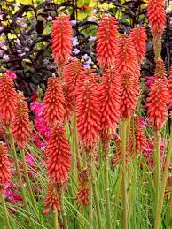 Check spelling or type a new query. Coreopsis Desert Coral Bluestone Perennials Long Blooming Perennials Flowers Perennials Shade Perennials
