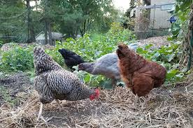 Shop our selection online at myers poultry today. New Chicks New Pecking Order Carolina Coops