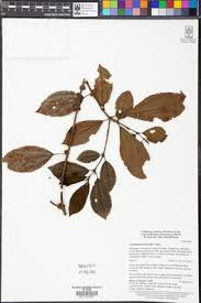 Image result for Droguetia iners