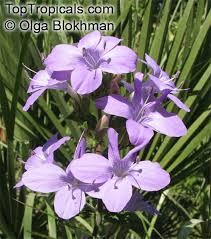 Image result for Barleria obtusa