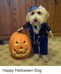 Check spelling or type a new query. Happy Halloween Dog Funny Meme On Me Me