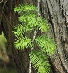 Image result for Taxodium